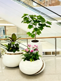 杭州湾绿植店推荐-宁波花卉租赁品种-余姚花卉租摆装饰效果-江北绿植租摆活动